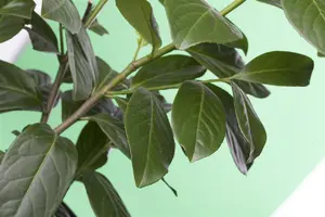 Prunus laur. 'Novita' - STEM 240 CM, GIRTH 14-16 CM ROOF TRAINED CONT - image 2