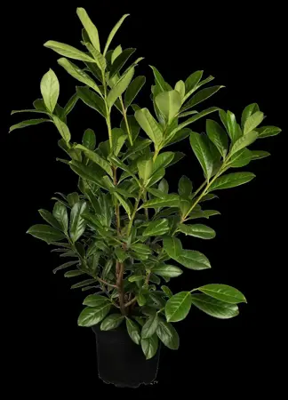 Prunus laur. 'Obelisk'? - 100-125 CM RB - image 1