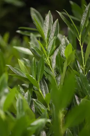 Prunus laur. 'Otto Luyken' - 90 CM STEM RB - image 2