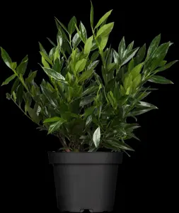 Prunus laur. 'Otto Luyken' - STEM 180 CM, GIRTH 8-10 CM C25 - image 1