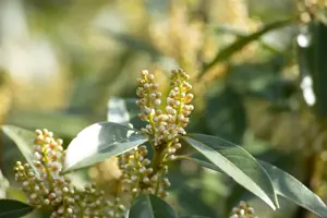 Prunus laur. 'Otto Luyken' - P9 - image 4