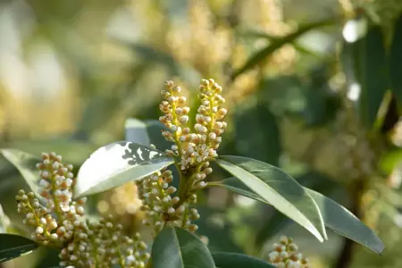 Prunus laur. 'Otto Luyken' - STEM 180 CM, GIRTH 8-10 CM C25 - image 3