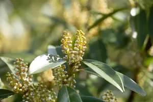 Prunus laur. 'Otto Luyken' - STEM 180 CM, GIRTH 10-12 CM C35 - image 2