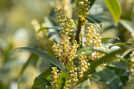 Prunus laur. 'Otto Luyken' - P9 - image 5