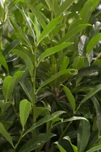 Prunus laur. 'Reynvaanii'