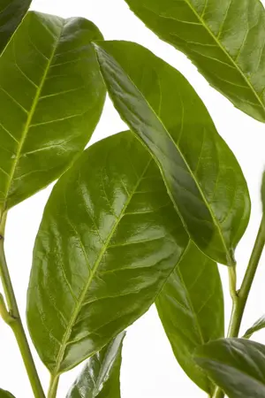 Prunus laur. 'Rotundifolia' - 120-140 CM RB - image 3