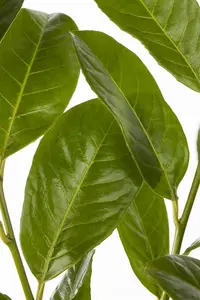 Prunus laur. 'Rotundifolia' - 60-80 CM C7.5 - image 3