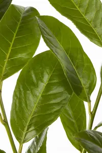 Prunus laur. 'Rotundifolia' - 3 Ltr pot - image 1