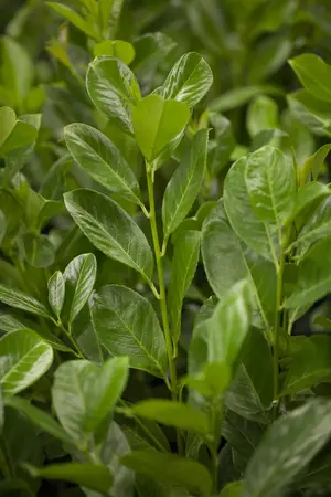 Prunus laur. 'Rotundifolia' - 3 Ltr pot - image 2