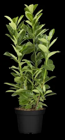 Prunus laur. 'Rotundifolia' - SOLITAIR 225-250 CM RB - image 5