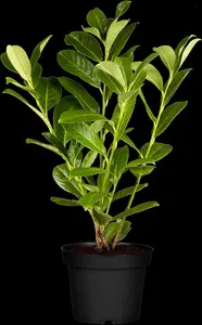 Prunus laur. 'Rotundifolia' - SOLITAIR 500-550 CM RB - image 2