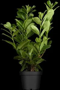 Prunus laur. 'Rotundifolia'