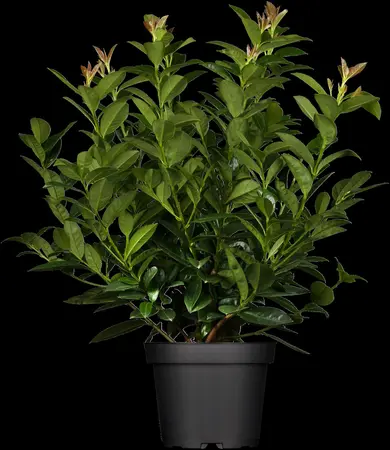 Prunus laur. 'Zabeliana' - 3 Ltr pot - image 2