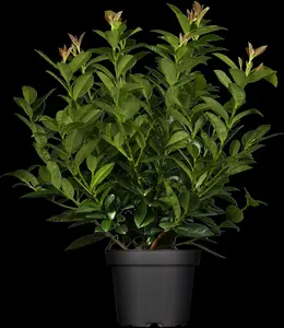 Prunus laur. 'Zabeliana' - 3 Ltr pot - image 2