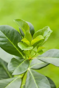 Prunus laurocerasus - P9 - image 5