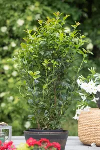 Prunus laurocerasus 'Ani' - 60-80 CM C15 - image 4