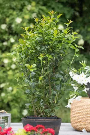 Prunus laurocerasus 'Ani' - LINERS 28 CEL TRAY P8 SIZE - image 4