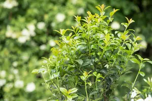 Prunus laurocerasus 'Ani' - 50-60 CM C5 - image 3