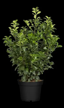 Prunus laurocerasus 'Ani' - 60-80 CM C15 - image 2