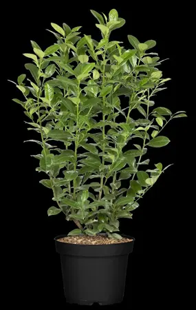 Prunus laurocerasus 'Ani' - 60-80 CM C15 - image 1