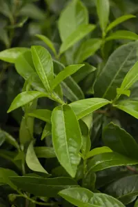 Prunus laurocerasus 'Diana'