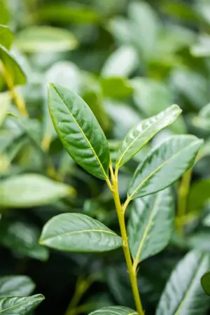 Prunus laurocerasus 'Diana' - 80-100 CM RB - image 3