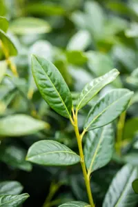 Prunus laurocerasus 'Diana' - 80-100 CM RB - image 3