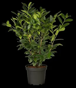 Prunus laurocerasus 'Diana' - 150-175 CM RB - image 2