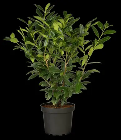 Prunus laurocerasus 'Diana' - 175-200 CM RB - image 2