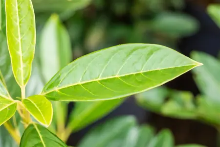 Prunus laurocerasus 'Elly' - 200-225 CM RB - image 1