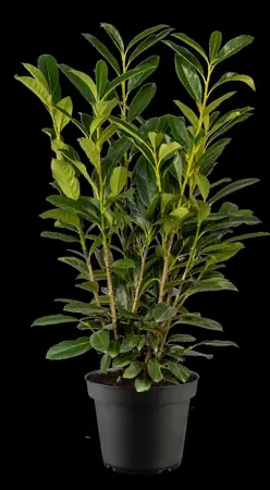 Prunus laurocerasus 'Elly' - 160-180 CM RB - image 2