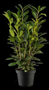 Prunus laurocerasus 'Elly' - 225-250 CM RB - image 2