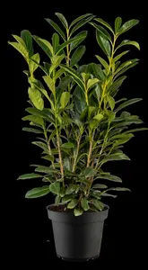 Prunus laurocerasus 'Elly' - 100-125 CM C20 - image 2