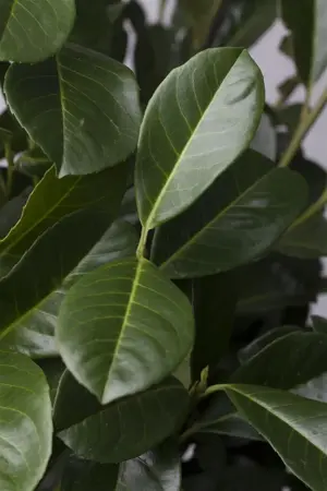 Prunus laurocerasus 'Etna' - 60 CM STEM 10L - image 2