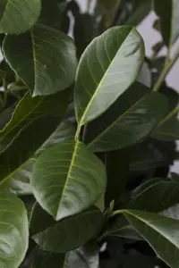 Prunus laurocerasus 'Etna' - 140-160 CM C50 - image 2