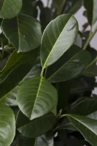 Prunus laurocerasus 'Etna' - STEM 180 CM, GIRTH 8-10 CM C20 - image 1