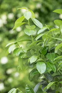 Prunus laurocerasus 'Etna' - STEM 180 CM, GIRTH 8-10 CM C20 - image 4