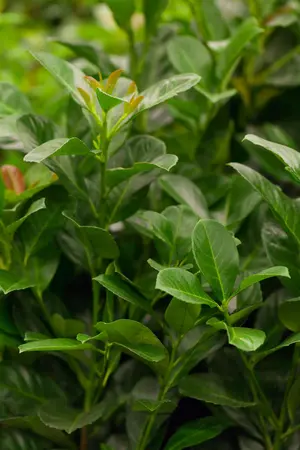 Prunus laurocerasus 'Etna' - MULTISTEM 200-250 CM RB - image 5