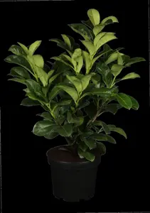 Prunus laurocerasus 'Etna' - SOLITAIR 140-160 CM RB - image 1