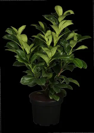 Prunus laurocerasus 'Etna' - 1/2 STDS RB - image 1