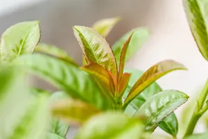 Prunus laurocerasus 'Etna' - 150 CM STEM C35 - image 3