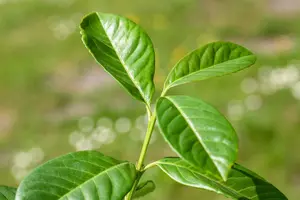 Prunus laurocerasus 'Etna' - 150 CM STEM C20 - image 5