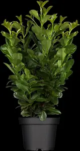 Prunus laurocerasus 'Etna' - STEM 225 CM, GIRTH 10-12 CM C25 - image 3