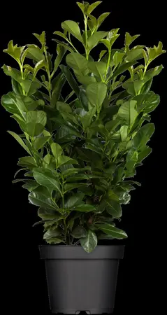 Prunus laurocerasus 'Etna' - 50-60 CM C10 - image 3