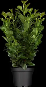 Prunus laurocerasus 'Etna' - 50-60 CM C7.5 - image 3