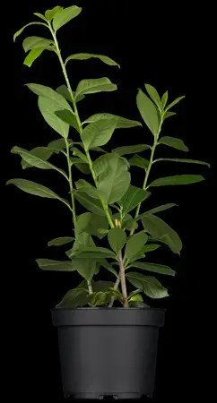 Prunus laurocerasus 'Etna' - 50-60 CM RB - image 4