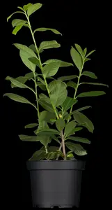Prunus laurocerasus 'Etna' - MULTISTEM 200-250 CM RB - image 4
