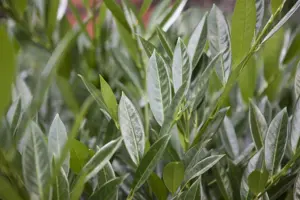 Prunus laurocerasus 'Gajo'