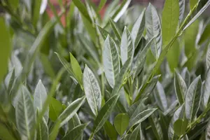 Prunus laurocerasus 'Gajo' - 45 CM BALL C20