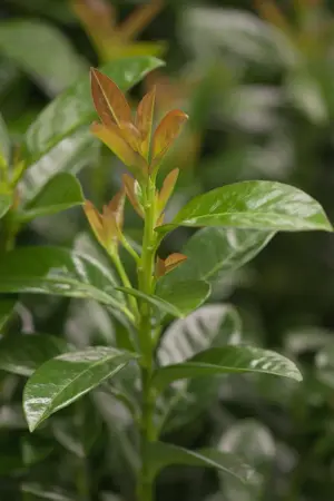 Prunus laurocerasus 'Kleopatra' - 100 CM STEM C15 - image 2